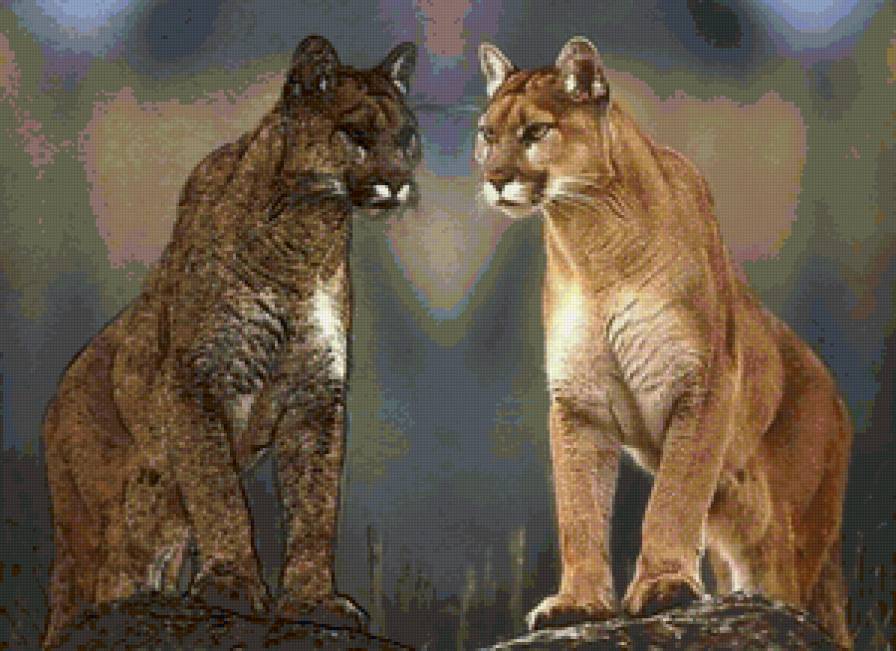 №135867 - пума - предпросмотр