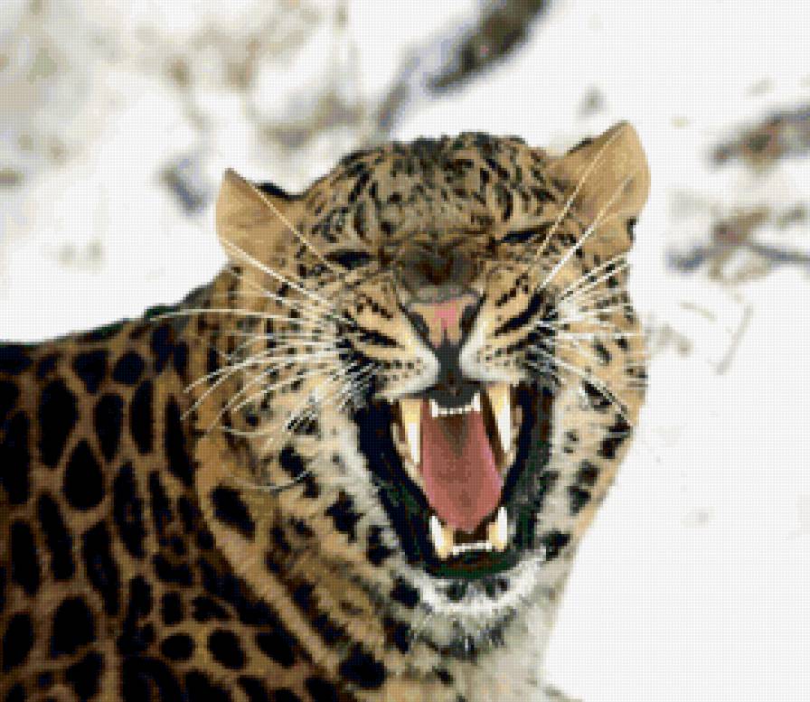 №135891 - гепард, леопард - предпросмотр