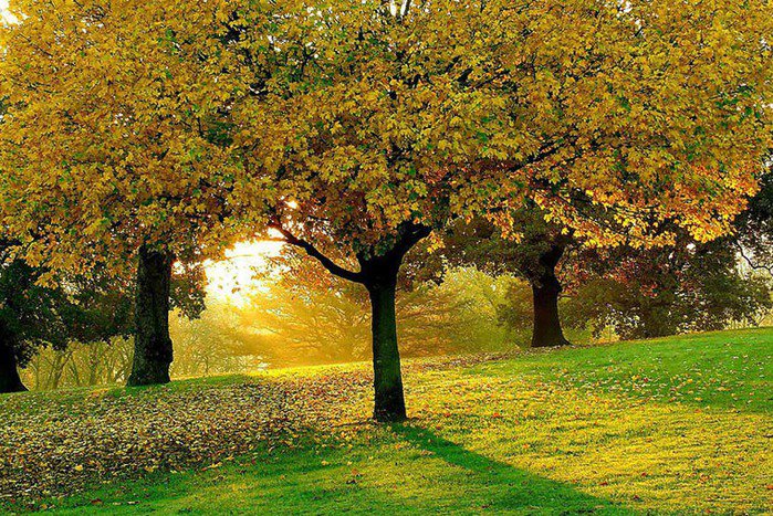 Парк - оригинал