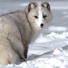 Схема вышивки «....»