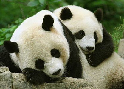 Панды - оригинал