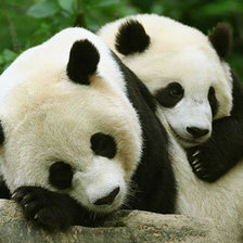 Панды