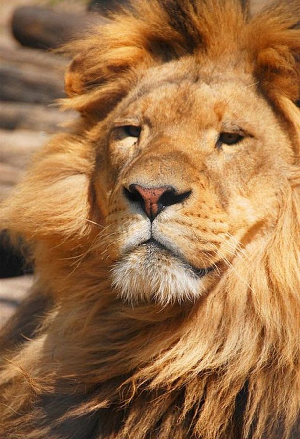 Настоящий царь Муфаса - лев, хищник, животные, большие кошки - оригинал