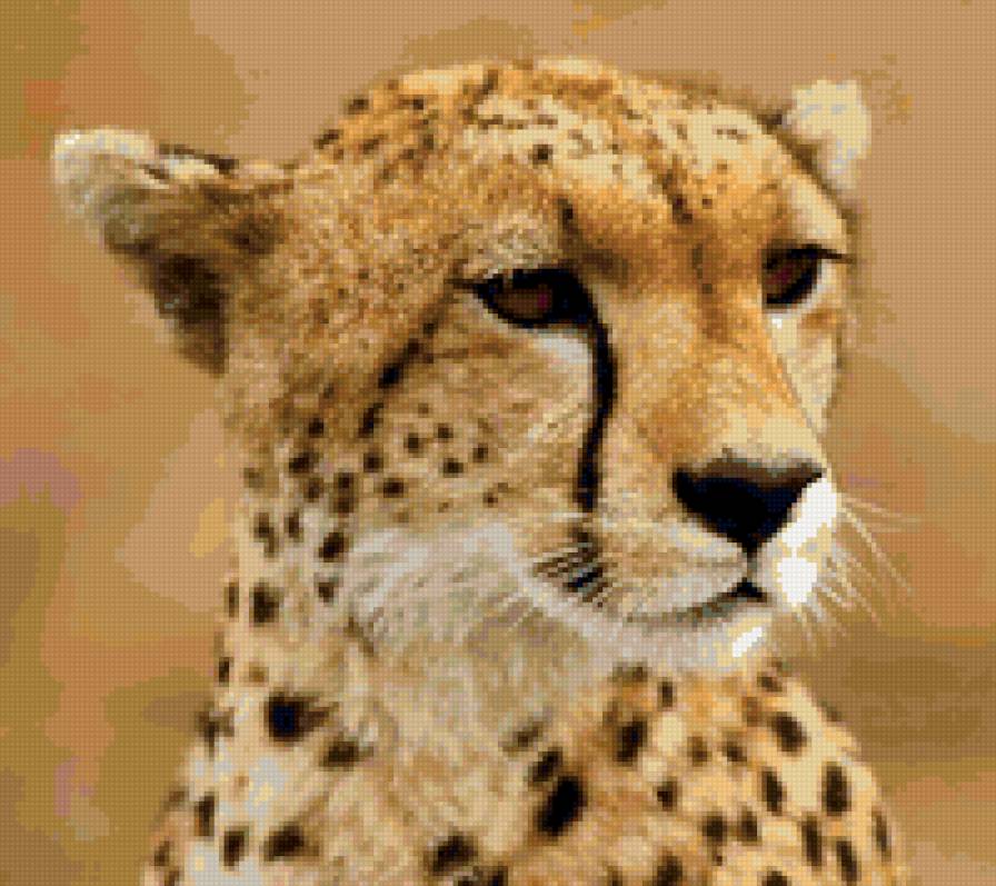 Леопард - животные - предпросмотр