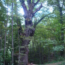 Схема вышивки «в лесу»