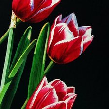 Схема вышивки «тюльпаны»