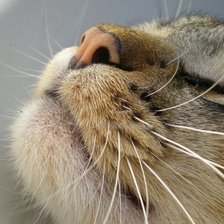 Схема вышивки «котя»