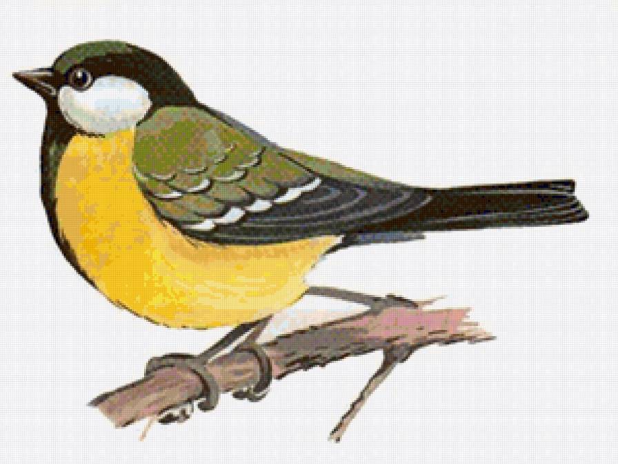 Синица - птицы, синицы - предпросмотр