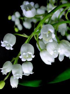 ландыши - цветы - оригинал