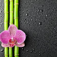 Схема вышивки «орхидея»