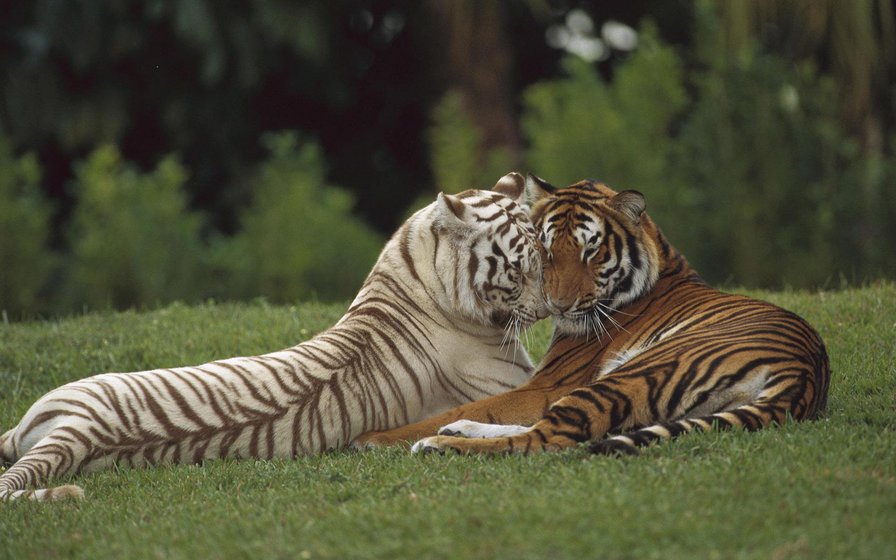 Нежность - любовь, тигры, животные - оригинал