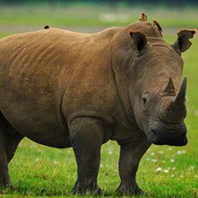 Схема вышивки «носорог 6»