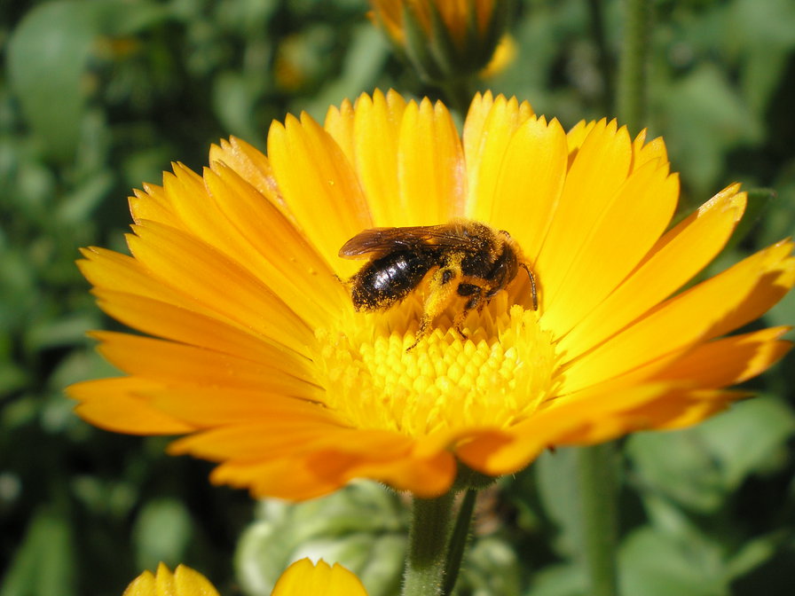 маки - маки, букет, кувшин с цветами, красный цветок - оригинал