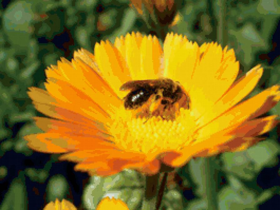 маки - кувшин с цветами, маки, красный цветок, букет - предпросмотр