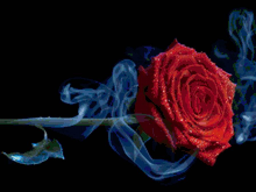 Роза в струйке дыма - цветы, роза - предпросмотр