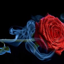 Роза в струйке дыма