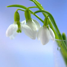 Схема вышивки «подснежники»