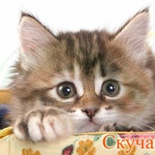 Оригинал схемы вышивки «Котенок» (№137019)