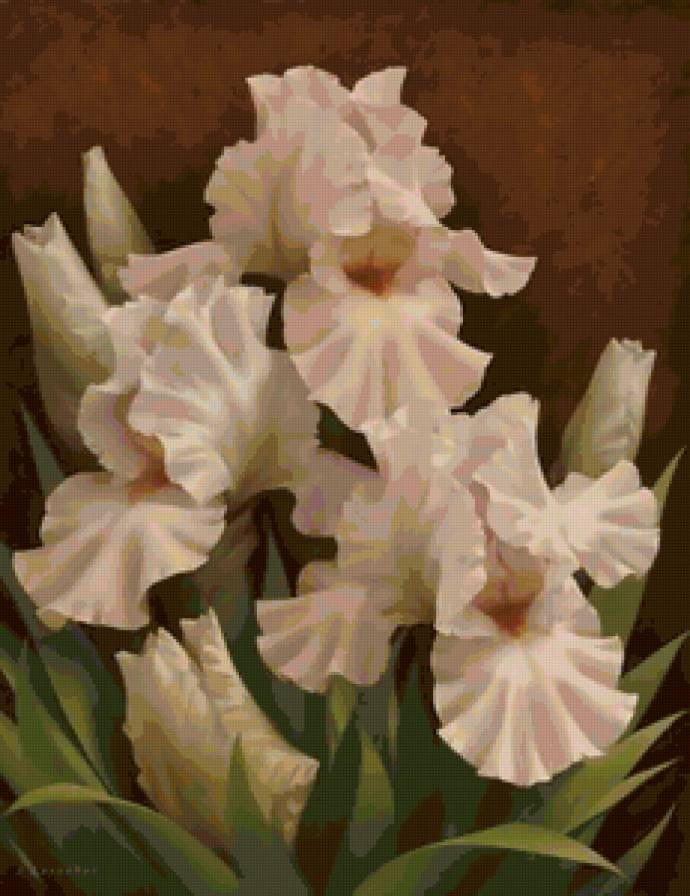 Ирисы - цветы - предпросмотр