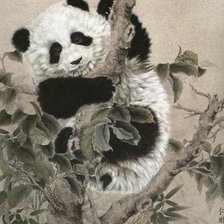 панда