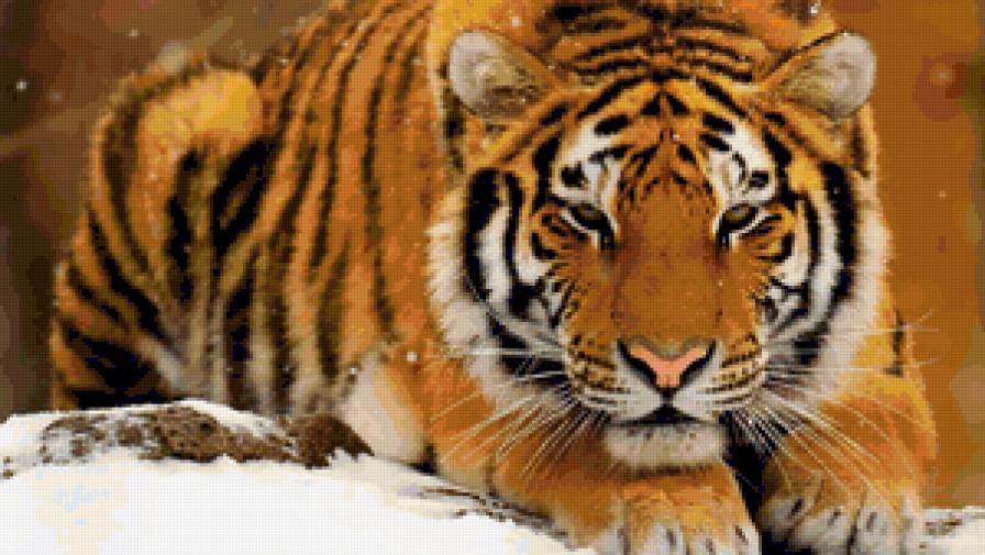 тигр - предпросмотр