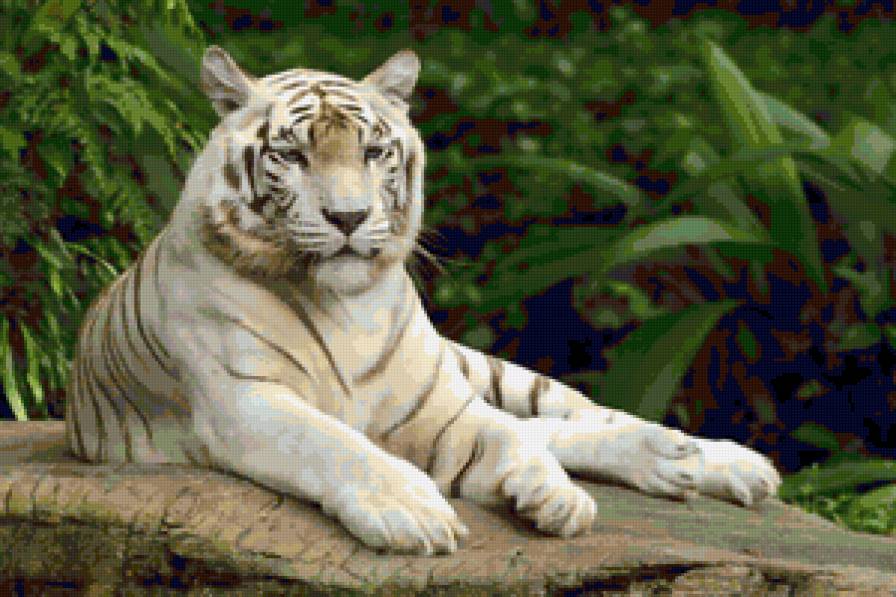 белый тигр - предпросмотр