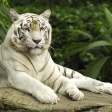 Оригинал схемы вышивки «белый тигр» (№137146)