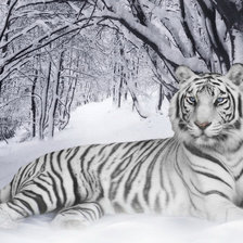 Схема вышивки «тигр»