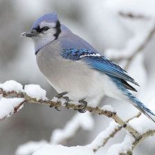 птичка на ветке