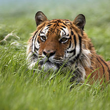 Схема вышивки «тигр»