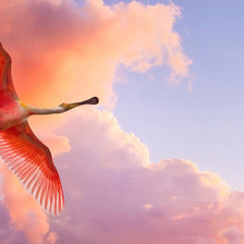 розовый фламинго