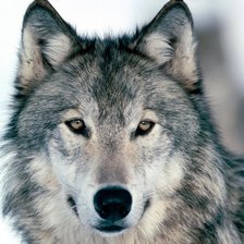 Схема вышивки «№137207»