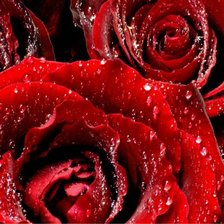 Оригинал схемы вышивки «Красные розы» (№137228)