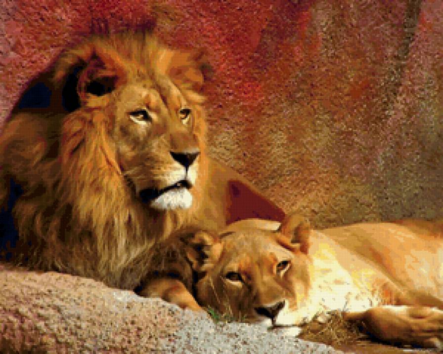 №137230 - пара, львица, лев - предпросмотр