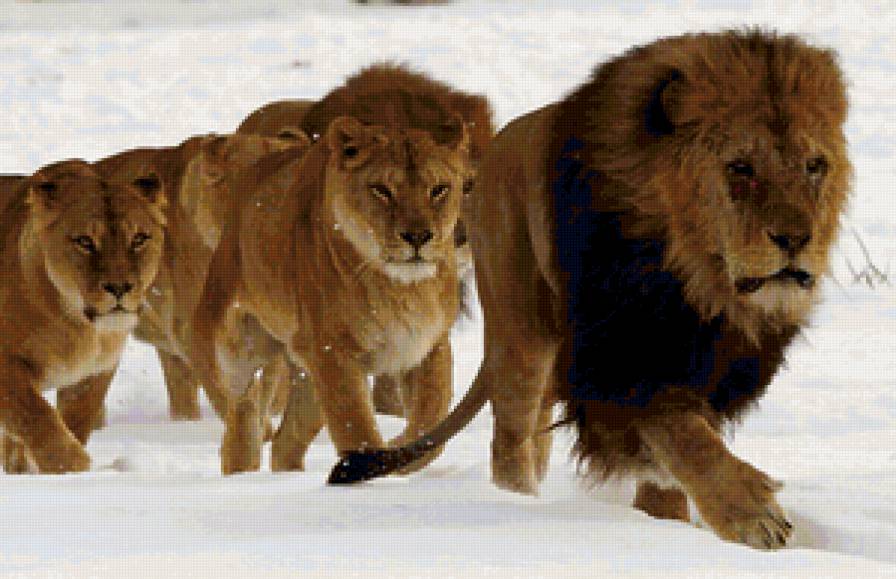 №137245 - львица, лев, семья - предпросмотр