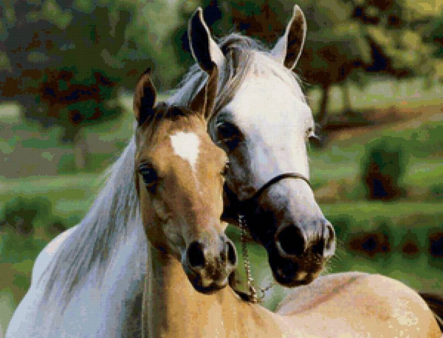 №137256 - лошади, кони, жеребенок - предпросмотр