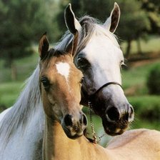 Схема вышивки «№137256»