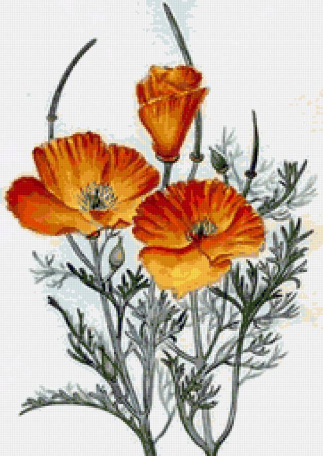 Маки - мак, маки, любимые маки, полевые цветы, цветы - предпросмотр