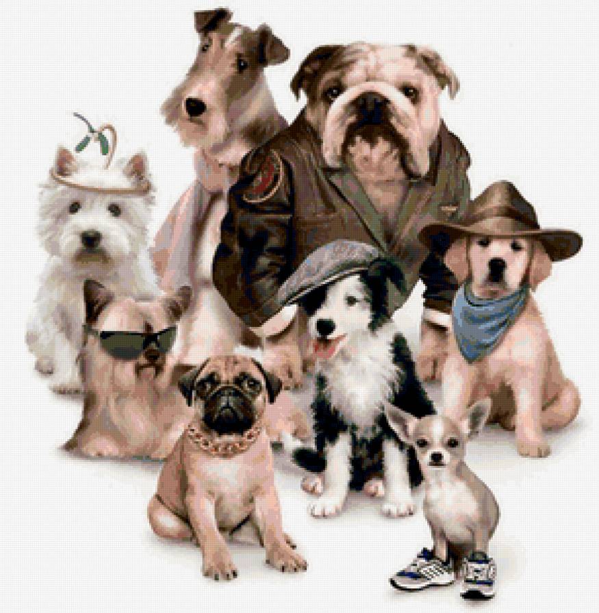 крутые песики - собачки, собаки, животные, собака - предпросмотр