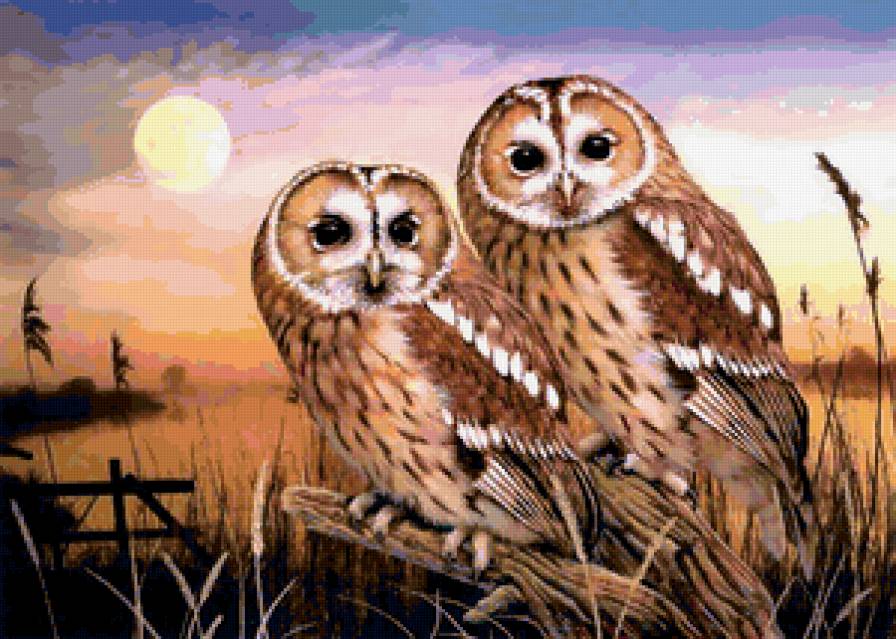 совы - птицы, птица, природа, сова - предпросмотр