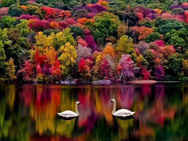 Сказка - осень, лес, лебеди, озеро, сказка - оригинал