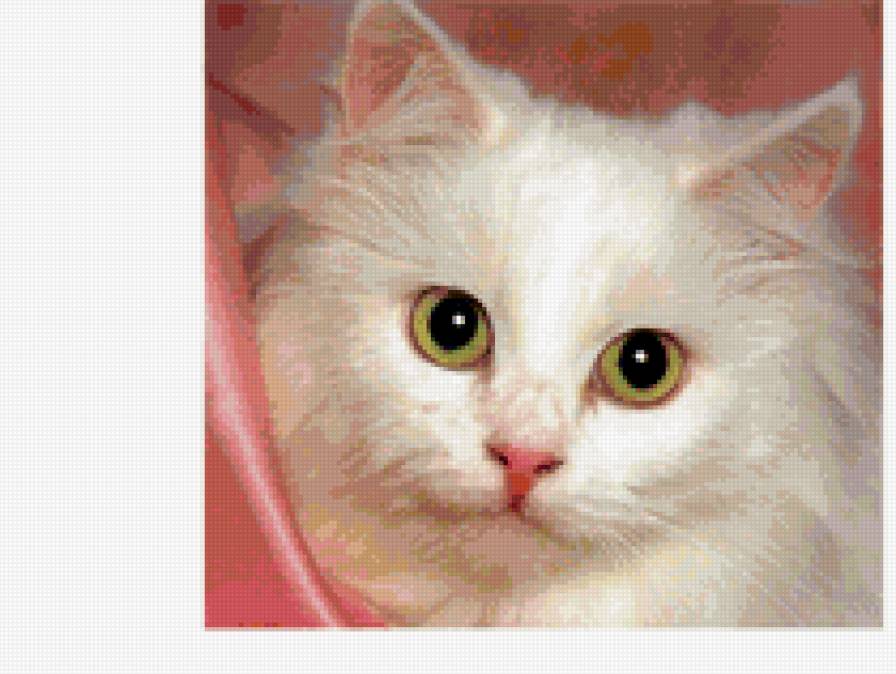 №137378 - котик, киса - предпросмотр