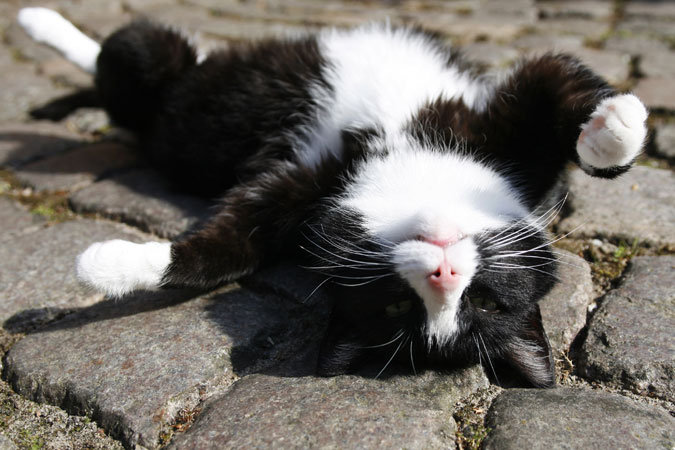 №137384 - киса, котик - оригинал