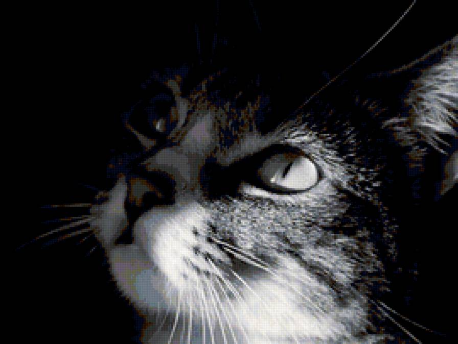 №137385 - котик, киса - предпросмотр