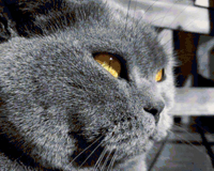 №137387 - котик, киса - предпросмотр