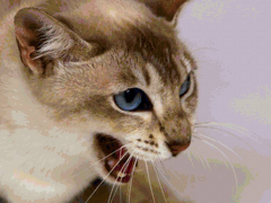 №137392 - киса, котик - предпросмотр