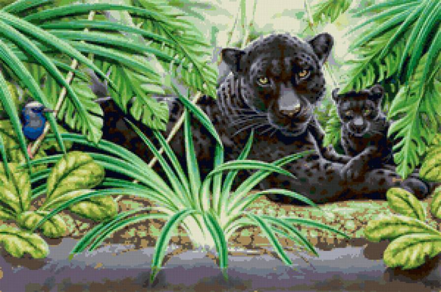 пантеры - кошки, животные, пантера, природа, хищники - предпросмотр