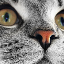 Схема вышивки «№137401»