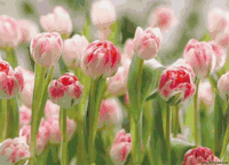 ТЮЛЬПАНЫ - предпросмотр