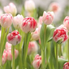 Схема вышивки «ТЮЛЬПАНЫ»